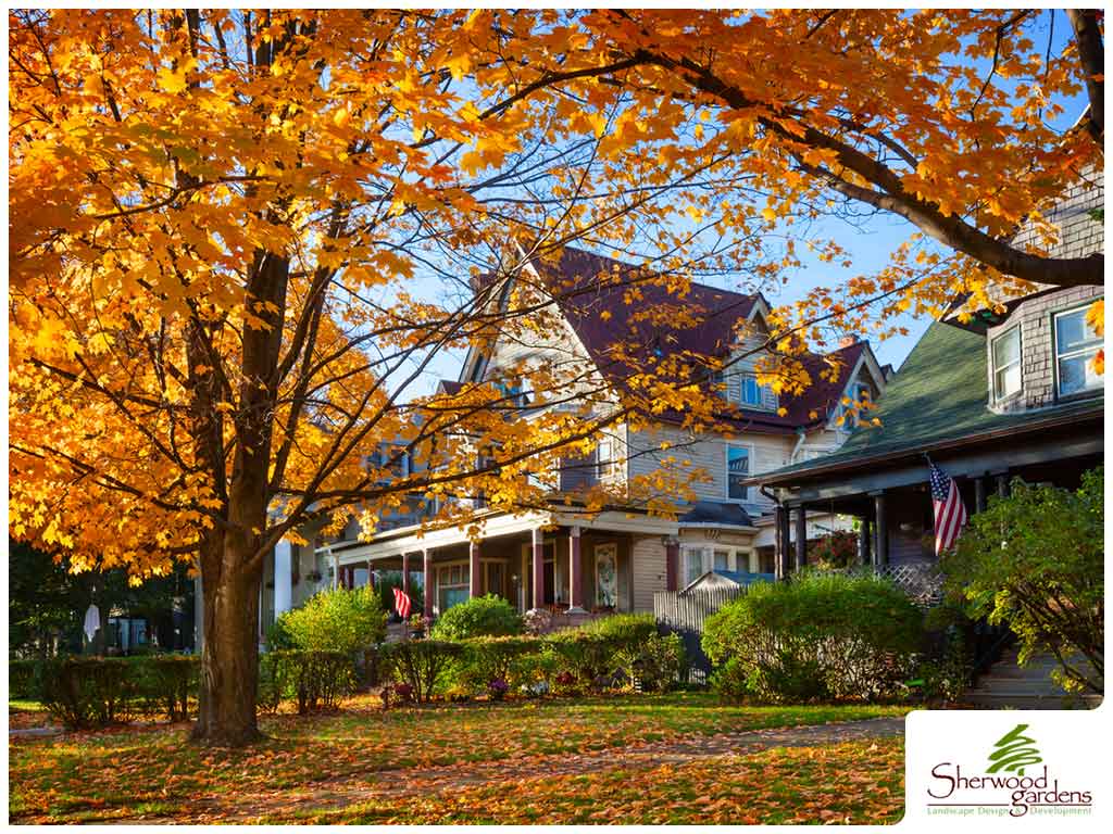 to-rake-or-not-to-rake-what-to-do-with-fallen-leaves-sherwood